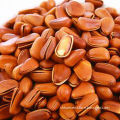 Pine Nuts Snacks, Import Agency Services for International Transportation Customs DeclarationNew